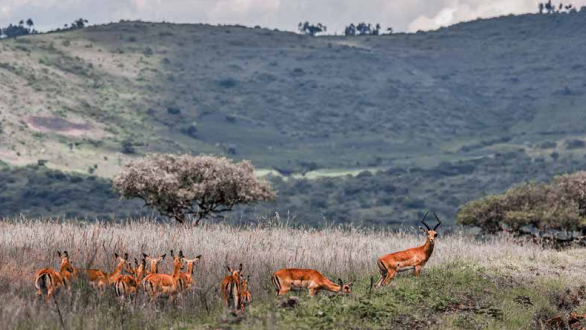 Roan antelopes