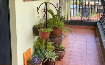 A balcony with plants