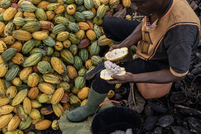 Ghana seeks to borrow $500 million from cocoa traders