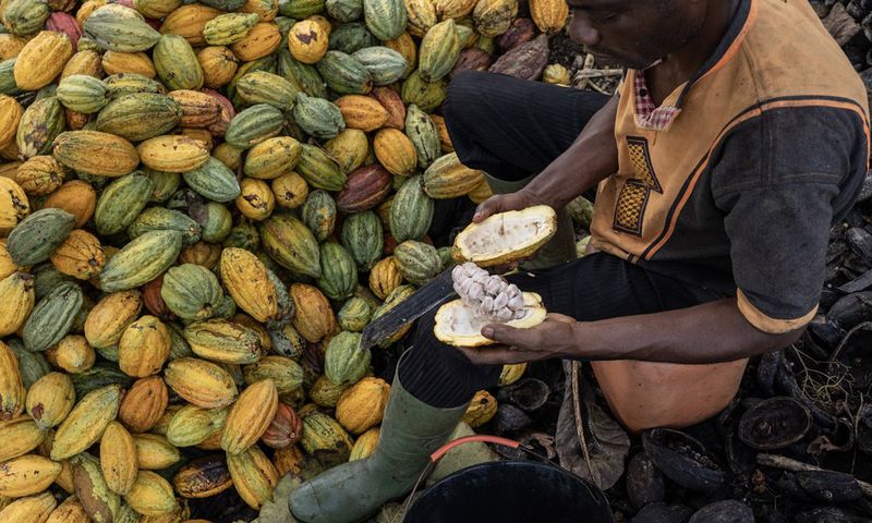 Ghana seeks to borrow $500 million from cocoa traders