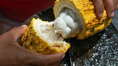 Are Ghanaian cocoa farmers being paid enough to live on in 2023?