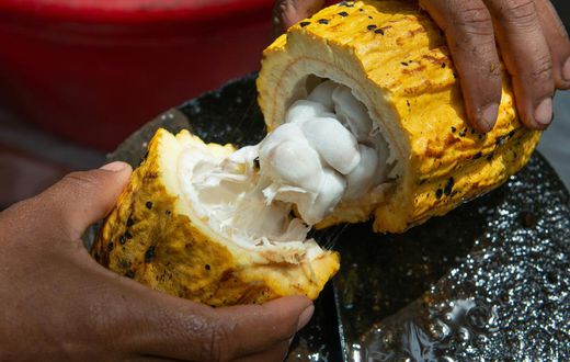 Are Ghanaian cocoa farmers being paid enough to live on in 2023?
