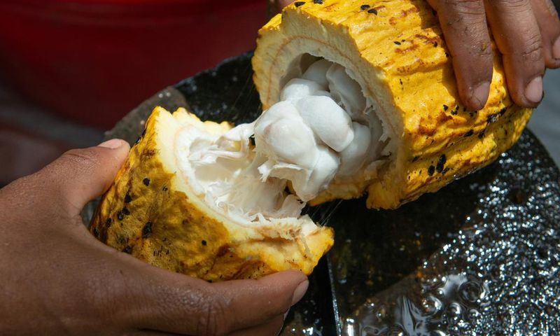 Are Ghanaian cocoa farmers being paid enough to live on in 2023?
