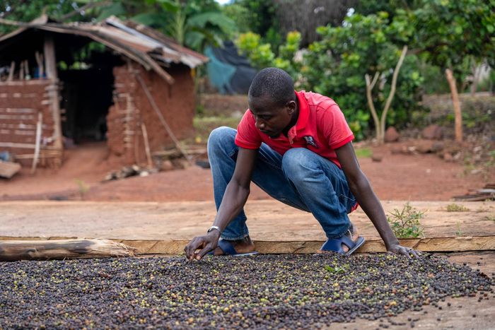 Le Nescafé Plan : Une initiative pour un café durable et un développement communautaire