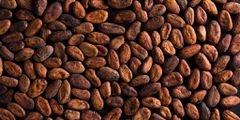 Le prix du cacao en Côte d'Ivoire pour 2024-2025 est de 1800 FCFA/Getty Images