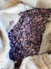 Des fèves de Cacao séchées
