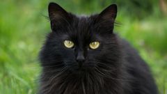 5 animals that Africans see as evil. [warriors]