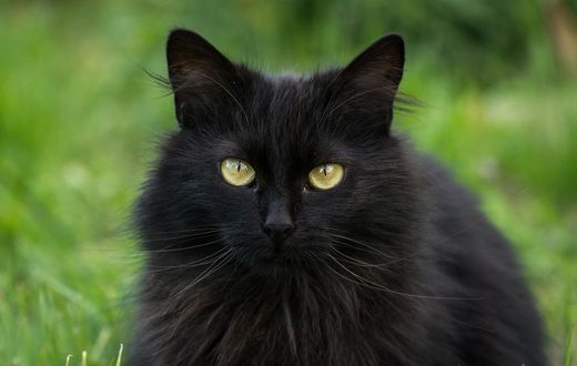 5 animals that Africans see as evil. [warriors]