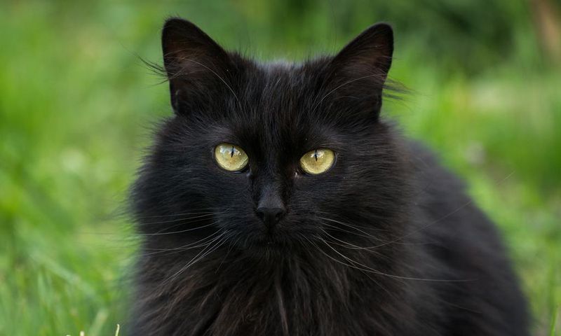 5 animals that Africans see as evil. [warriors]