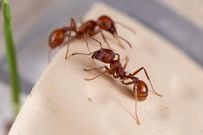 Des fourmis