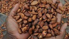 Fève de Cacao