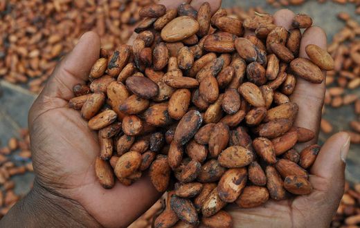 Fève de Cacao