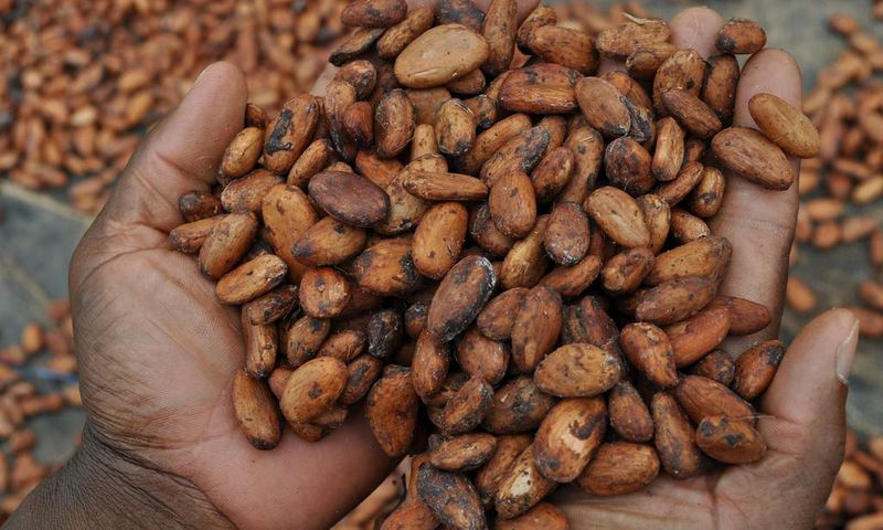 Fève de Cacao