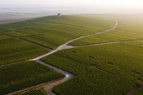 Moët - Chandon vignobles