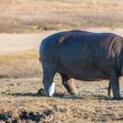 hippopotames