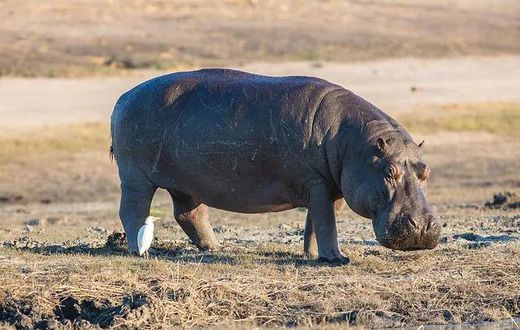 hippopotames