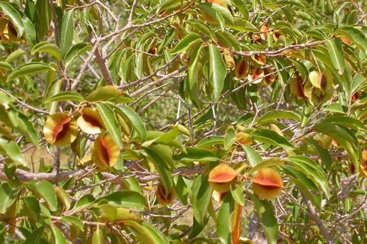 kinkeliba feuilles
