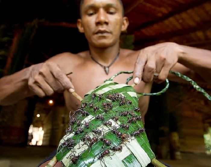 fourmis2