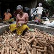 Manioc, also called cassava, is a staple food across West Africa -- the brown root vegetable is peeled, pulped and cooked, providing starchy ballast to a meal
