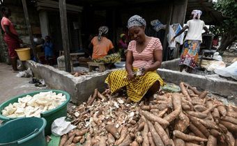 Manioc, also called cassava, is a staple food across West Africa -- the brown root vegetable is peeled, pulped and cooked, providing starchy ballast to a meal