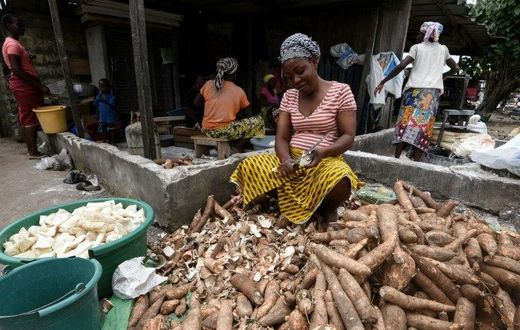 Manioc, also called cassava, is a staple food across West Africa -- the brown root vegetable is peeled, pulped and cooked, providing starchy ballast to a meal