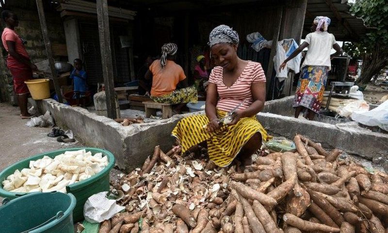 Manioc, also called cassava, is a staple food across West Africa -- the brown root vegetable is peeled, pulped and cooked, providing starchy ballast to a meal