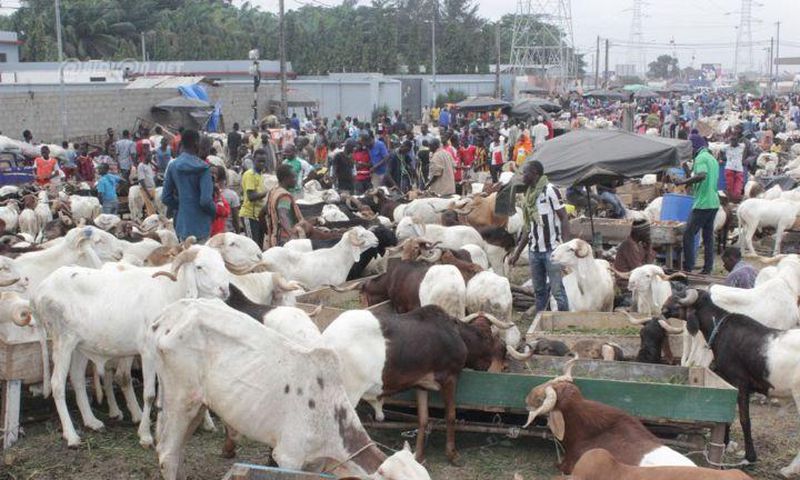 Abattoir d'Abidjan