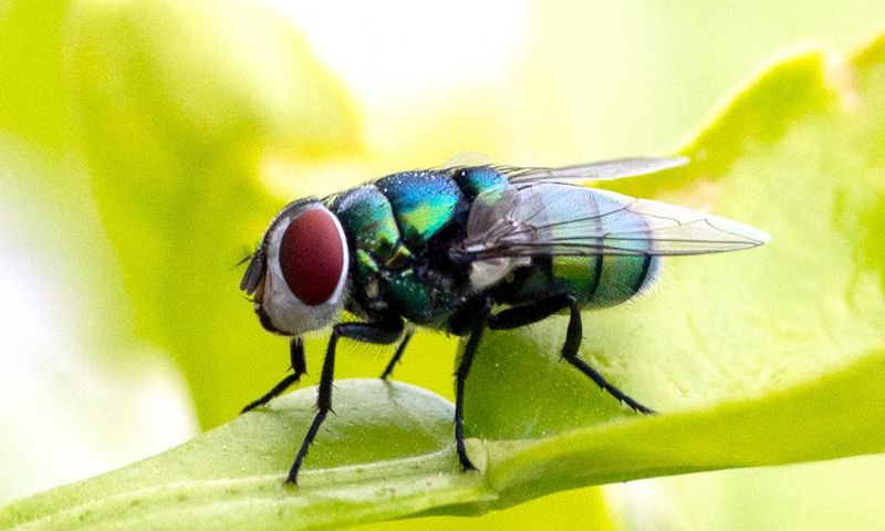 Mouche