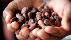 A Peruvian cocoa farmer shows cacao beans in the jungle town of Lamas.