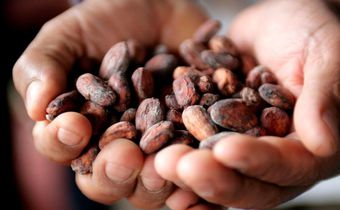 A Peruvian cocoa farmer shows cacao beans in the jungle town of Lamas.