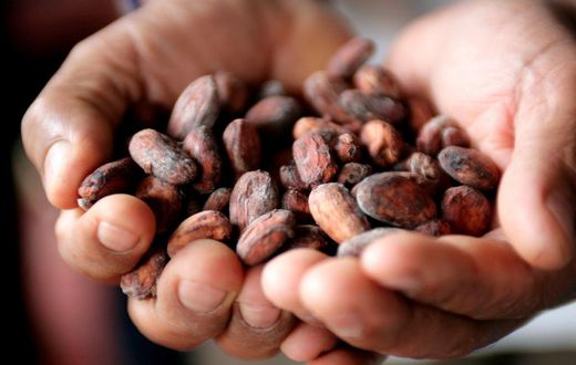 A Peruvian cocoa farmer shows cacao beans in the jungle town of Lamas.