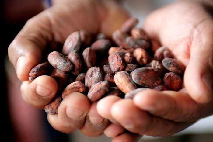 A Peruvian cocoa farmer shows cacao beans in the jungle town of Lamas.