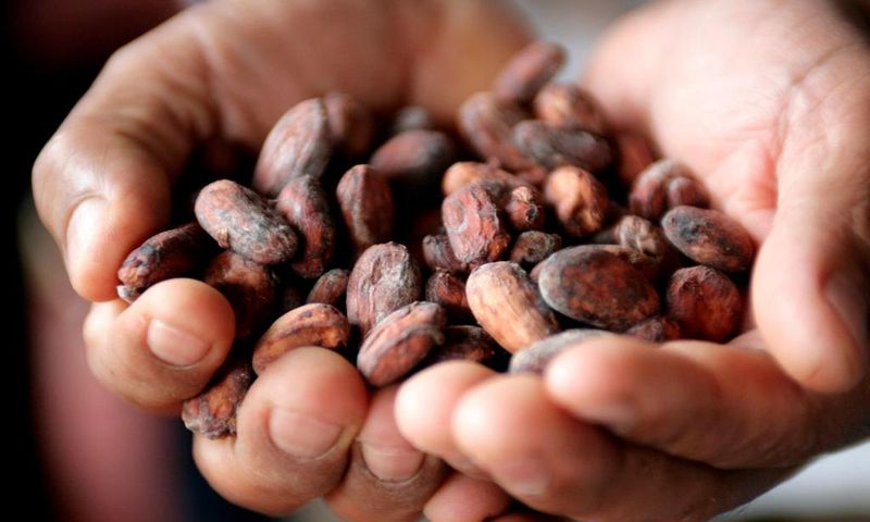 A Peruvian cocoa farmer shows cacao beans in the jungle town of Lamas.