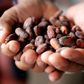 A Peruvian cocoa farmer shows cacao beans in the jungle town of Lamas.