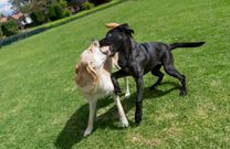 Des chiens/Getty Images