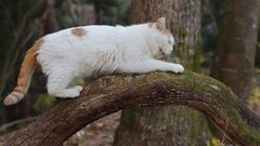 Cats are some of those animals that can predict an earthquake [Pinterest]
