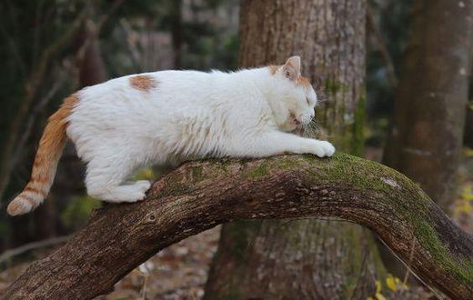 Cats are some of those animals that can predict an earthquake [Pinterest]