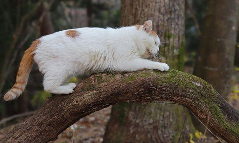 Cats are some of those animals that can predict an earthquake [Pinterest]