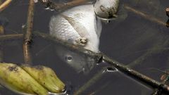 Poisson mort dans la lagune ebrié