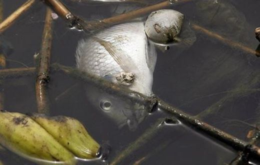 Poisson mort dans la lagune ebrié