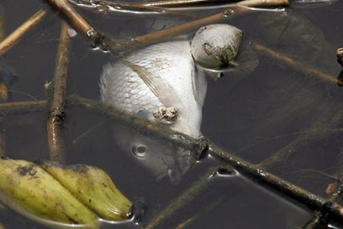 Poisson mort dans la lagune ebrié