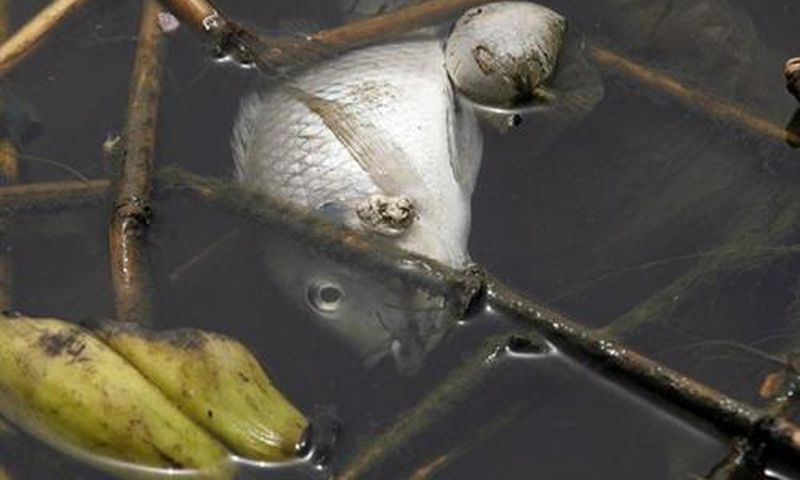 Poisson mort dans la lagune ebrié