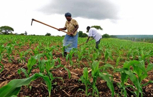 Fermiers au Swaziland qui utilisent des techniques de conservation pour cultiver d'autres récoltes que le maïs