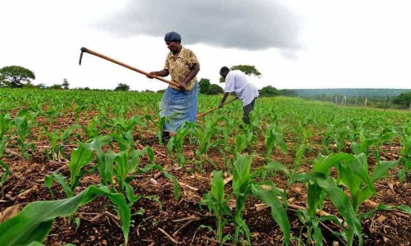 Fermiers au Swaziland qui utilisent des techniques de conservation pour cultiver d'autres récoltes que le maïs