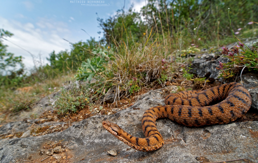 Un serpent