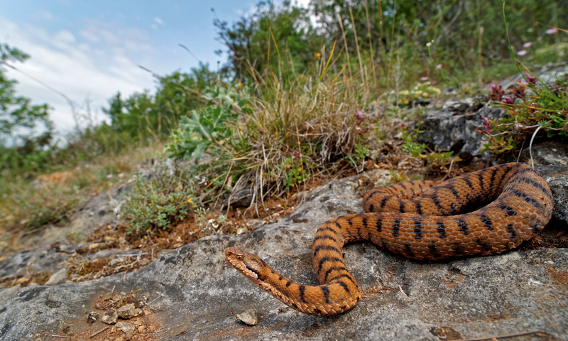 Un serpent