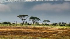 Mt Kilimanjaro in Tanzania is the highest peak in Africa [Followalice]