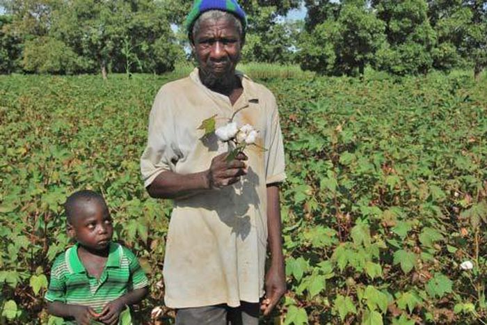 Le coton OGM de Mosanto au Burkina