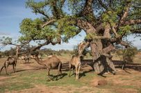 Un baobab