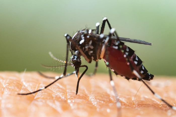 Close-up of a mosquito sucking blood from a human.Shutterstock